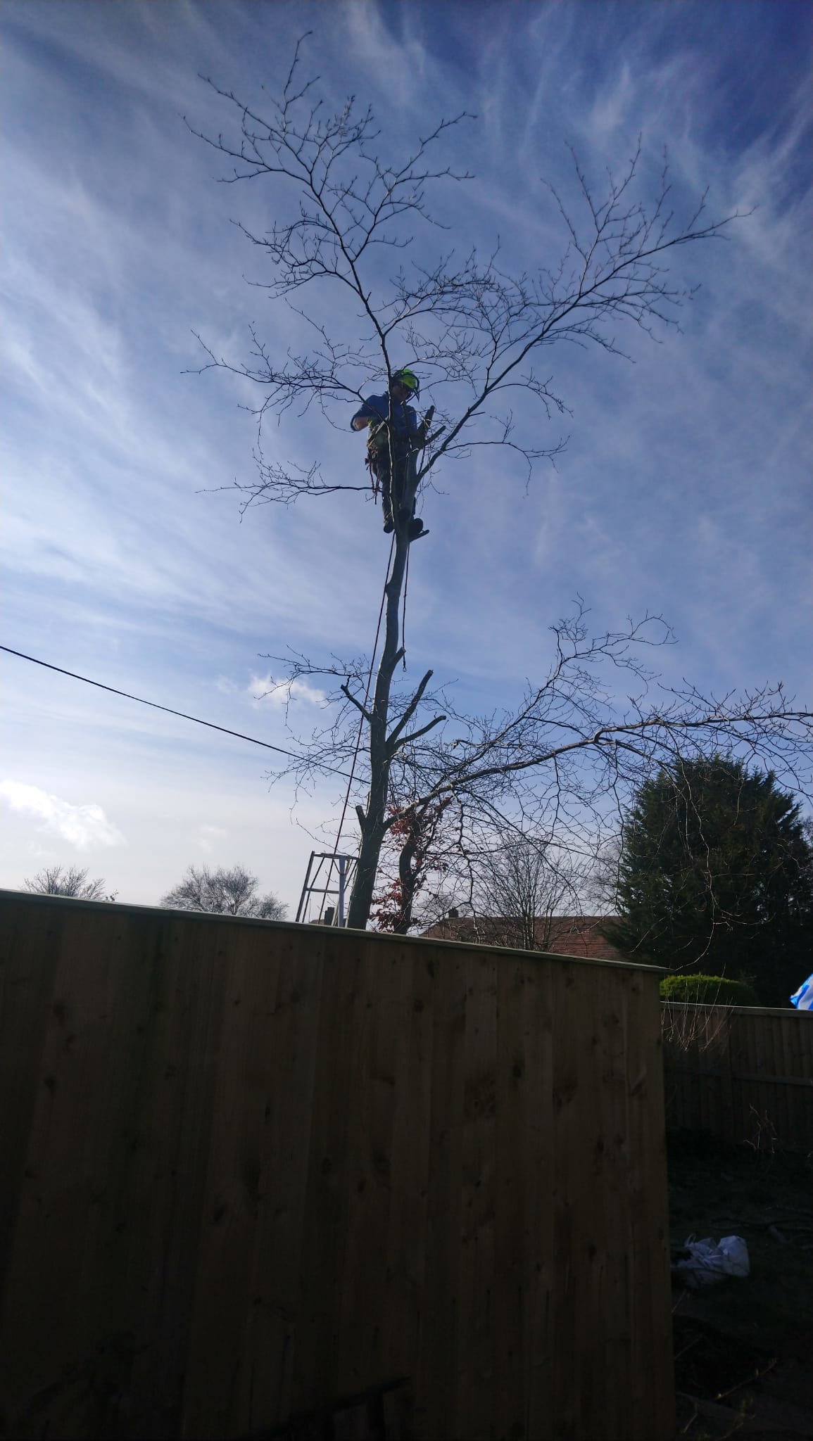 Professional tree surgery and removal services in Ayrshire